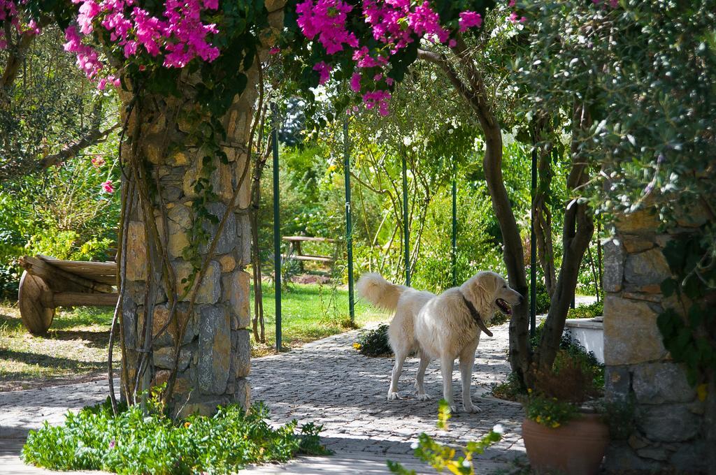 Olive Farm Of Datca Guesthouse (Adults Only) Eksteriør billede