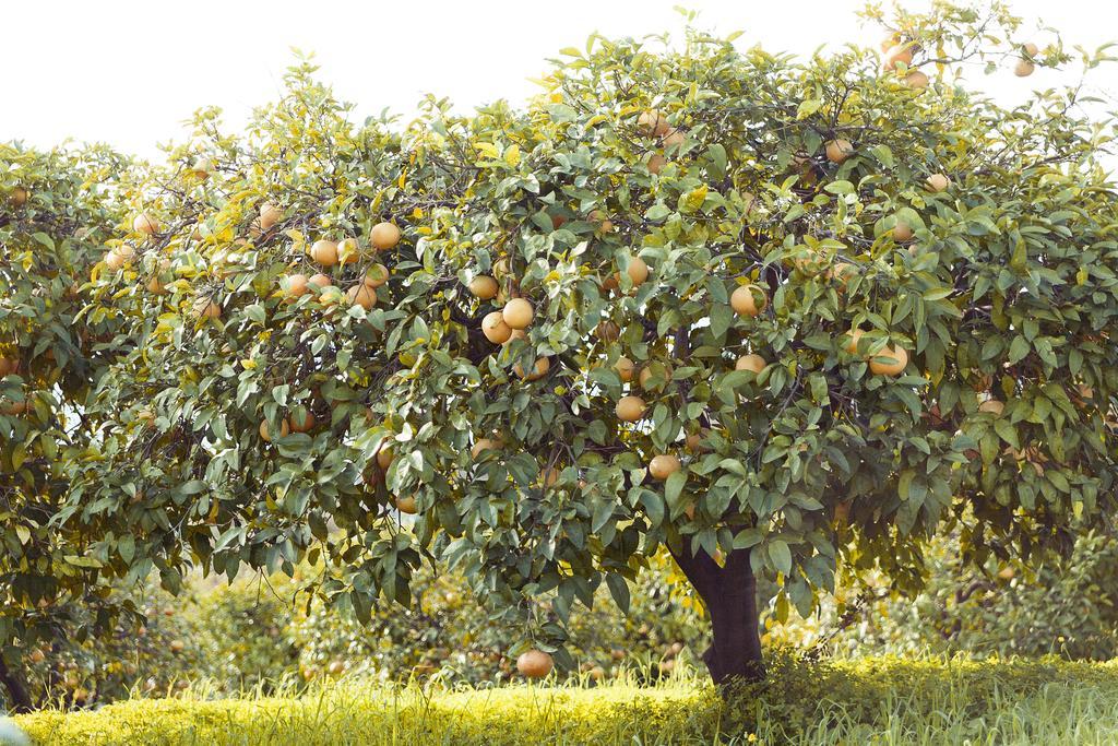 Olive Farm Of Datca Guesthouse (Adults Only) Eksteriør billede